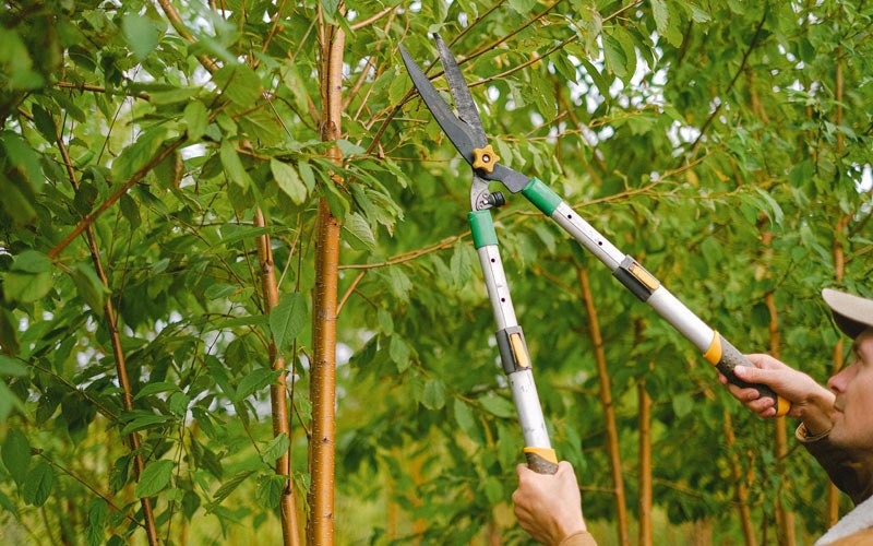 Tree trimming in Kesley, IA