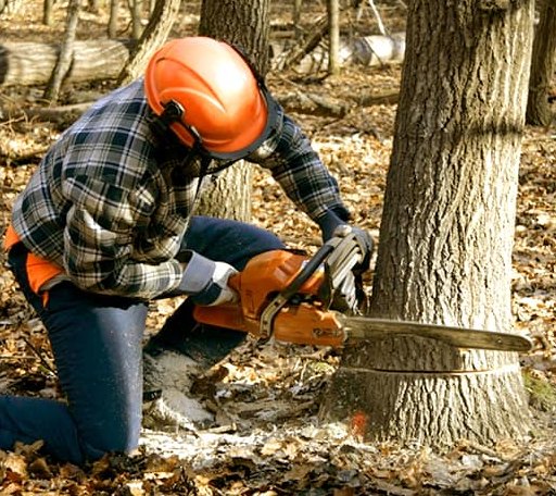 Tree Removal in Kesley, IA